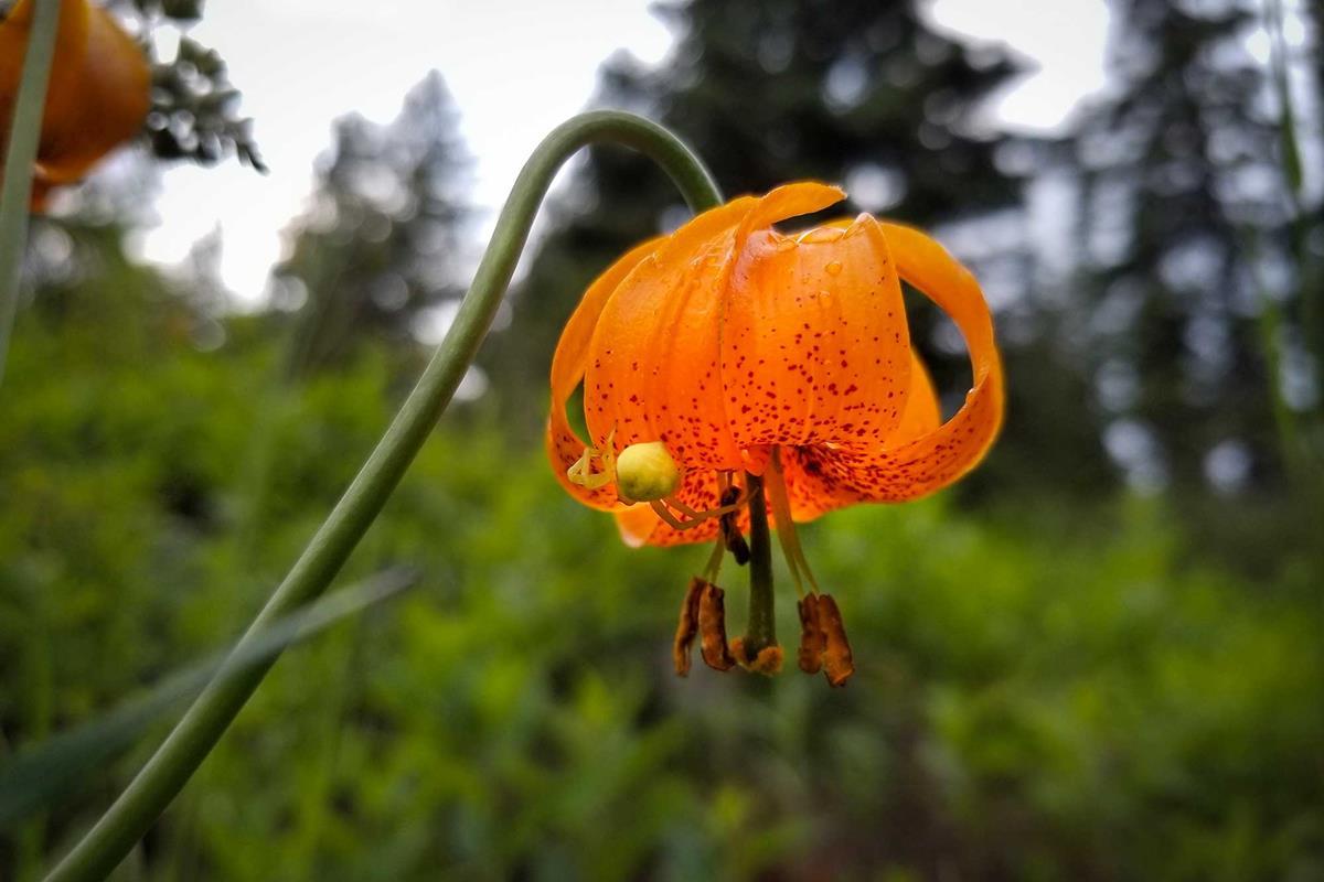 Wildflower-and-spider_credit-Mercedes-Lilienthal
