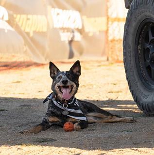 OVR Outpost Black Dog