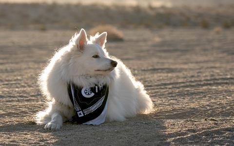 OVR Outpost White Dog