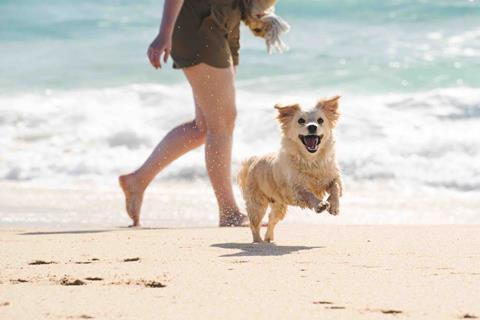 GonDirtin_BajaYMas_Puppy_on_beach_running_toward_camera