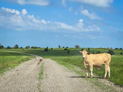 Cow-in-Oklahoma