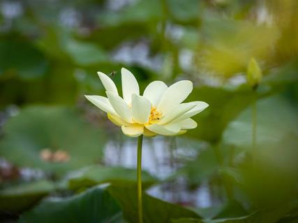 Lily-Pad-Pond,-S.-Webb-Lake-Rd-near-I-40_credit-Mercedes-Lilienthal