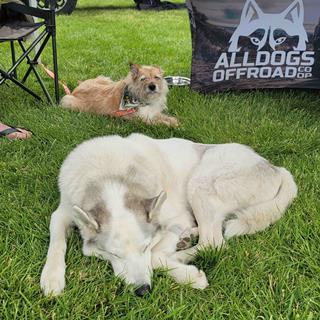 Overland Expo Dogs_5