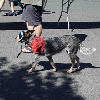 Overland Expo Dogs_9