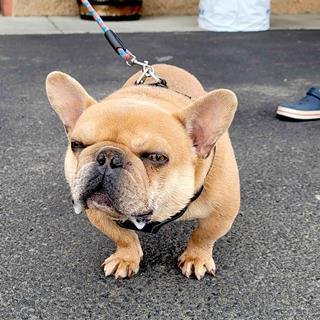 Overland Expo Dogs_6