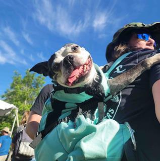 Overland Expo Dogs_2