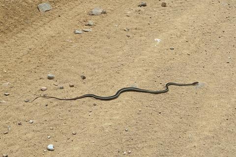 We spotted a snake on the trail