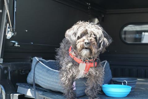 Overland_Expo_West_2024-dog_79