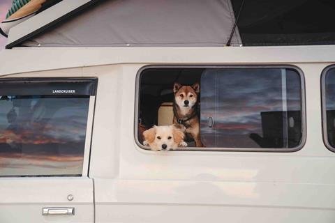 GonDirtin_BajaYMas_Landcruiser_two_pups_looking_out_the_window