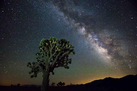 Joshua_tree_night-0371