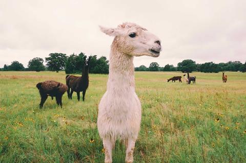 texas-Llamaland