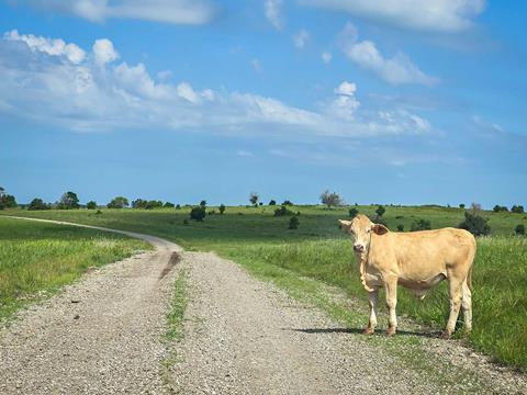 Cow-in-Oklahoma