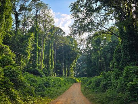 Kudzu-Mississippi