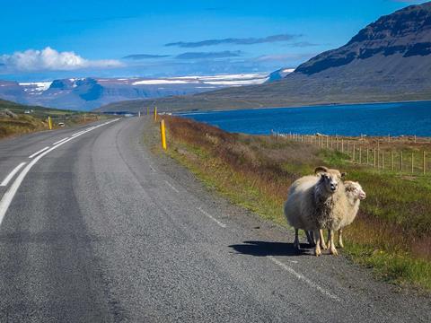 7-sheep-in-the-road