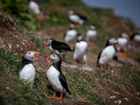 Puffins