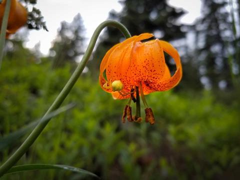 Wildflower-and-spider_credit-Mercedes-Lilienthal
