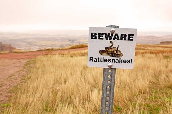 Nope Rope: How to Avoid Venomous Snakes and What to Do If You Couldn’t ...